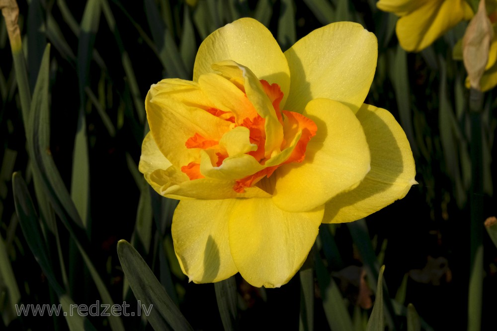 Yellow Daffodil Flower