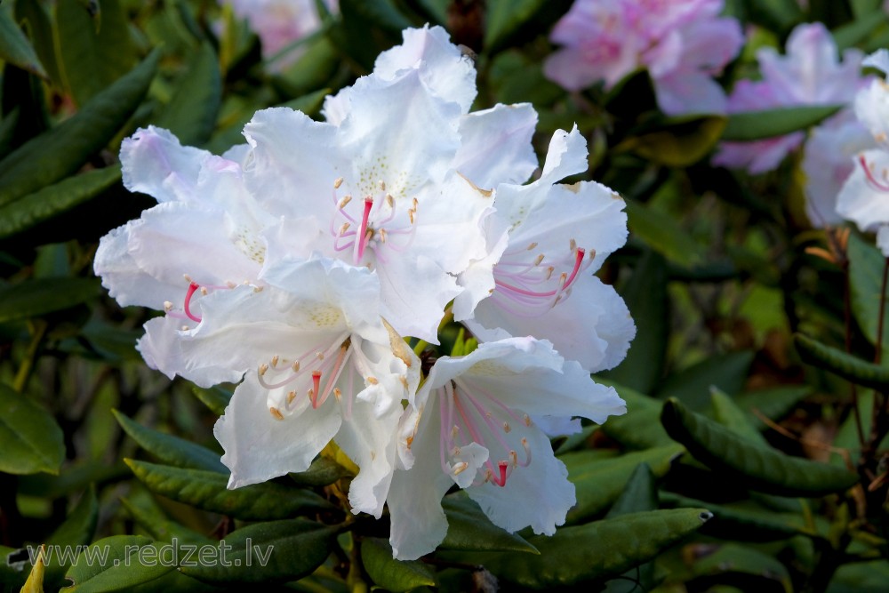 White Rhododendron Fowers