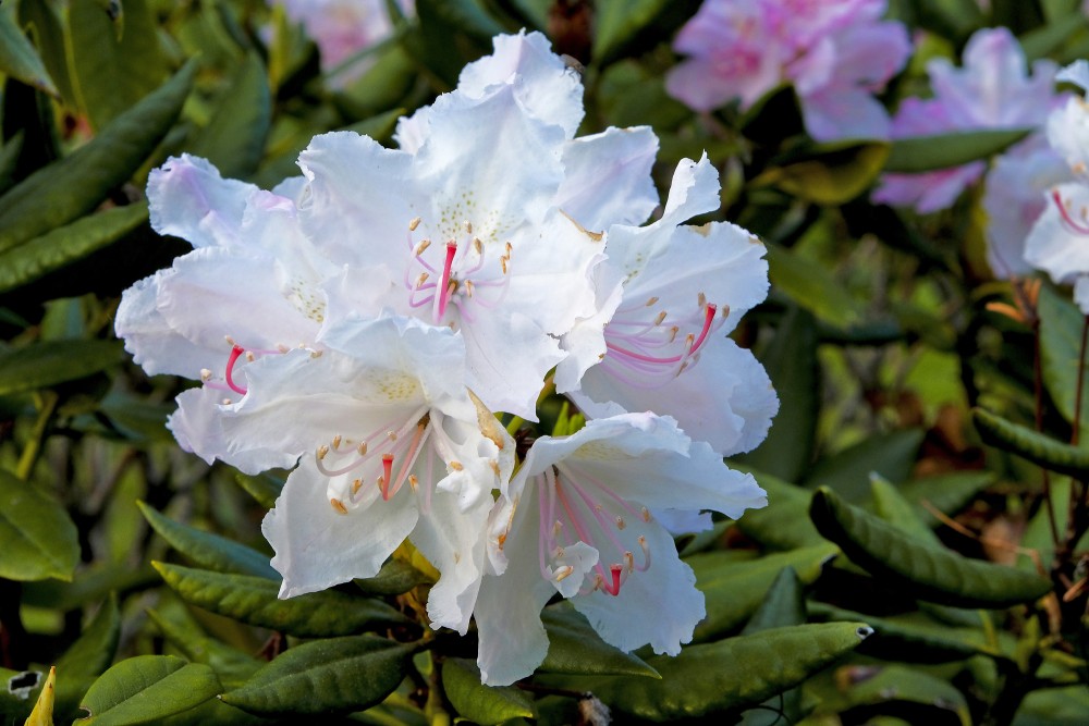 Rododendra ziedi Rododendra ziedi