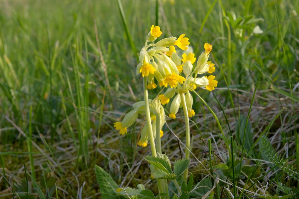 Gaiļbiksītes Gaiļbiksītes