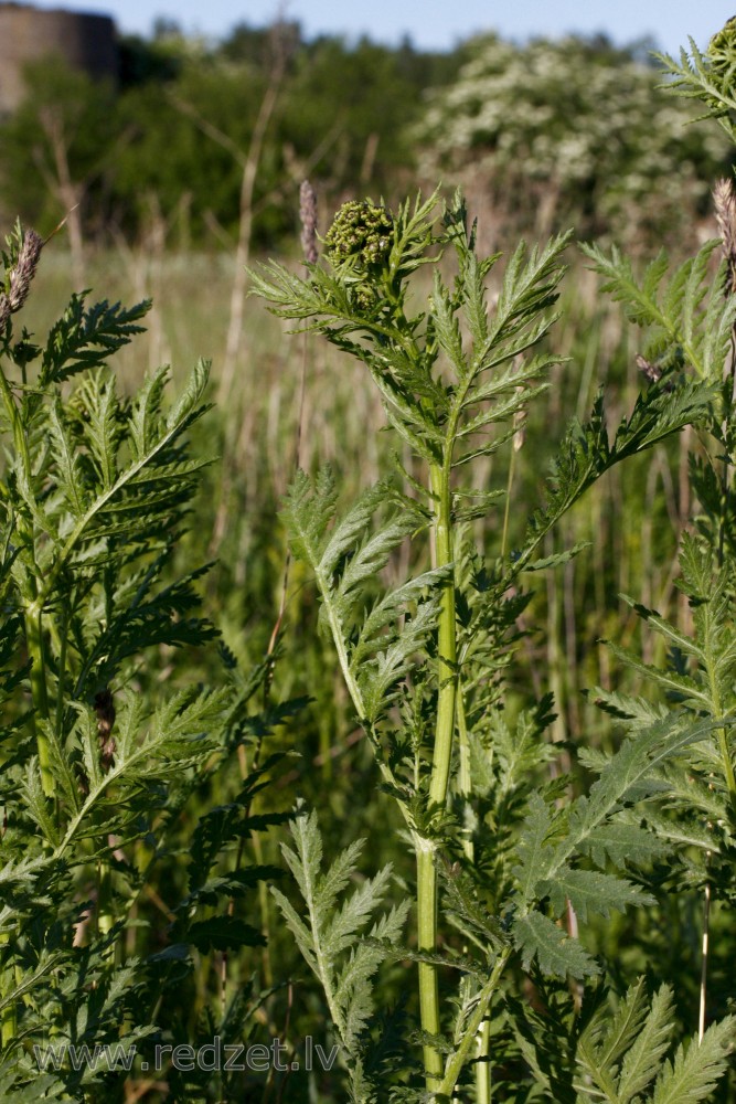Tansy