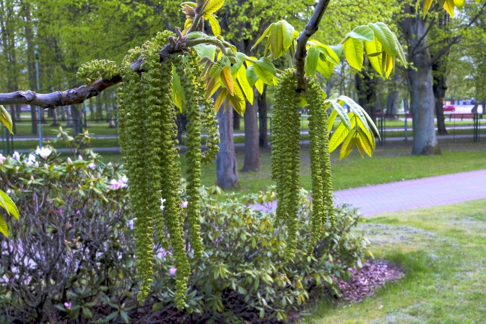 Riekstkoks pavasarī