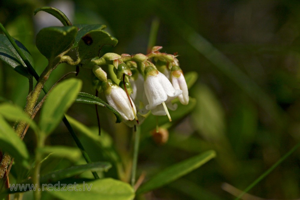 Lingonberry Flowers