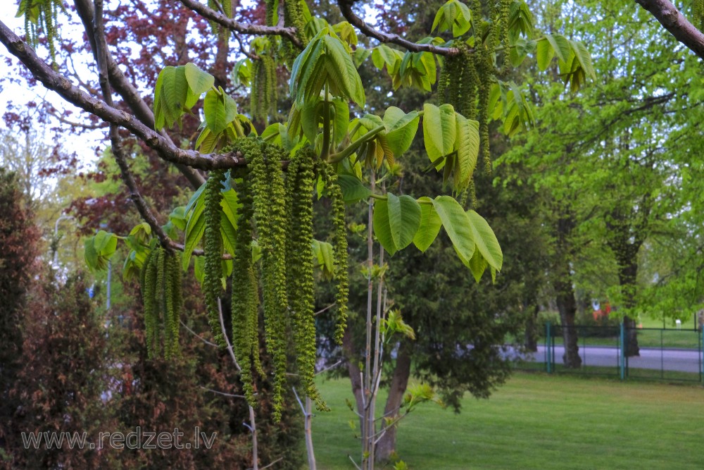 Walnut Male Flower
