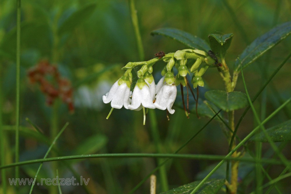 Lingonberry Flowers