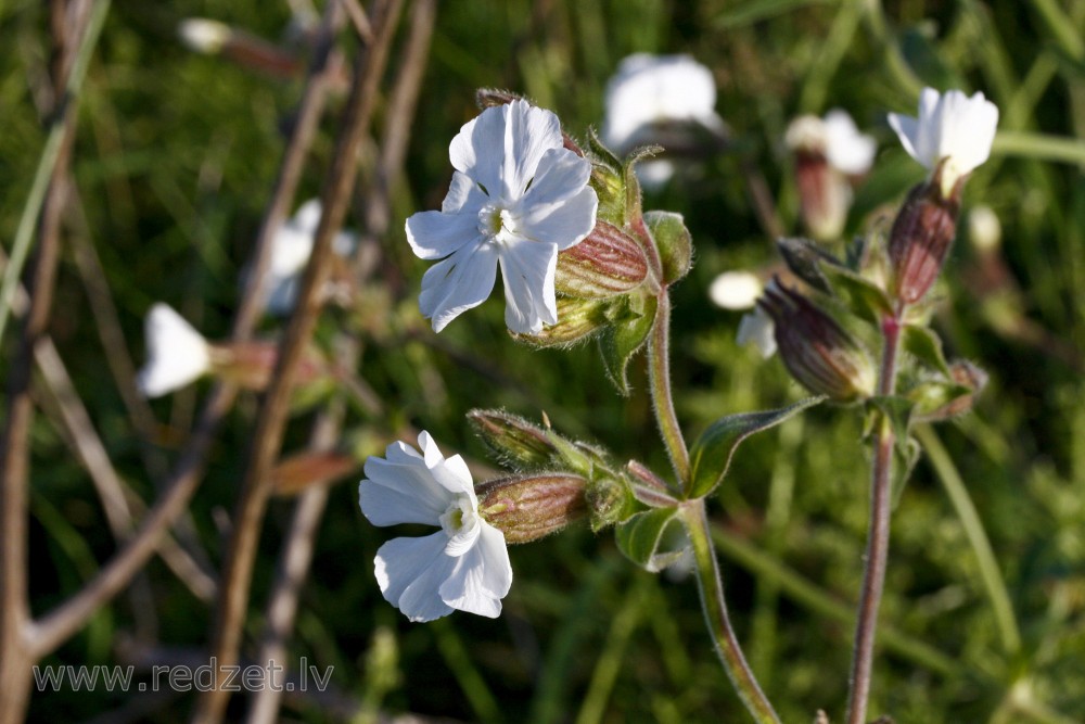Parastā plaukšķene Parastā plaukšķene