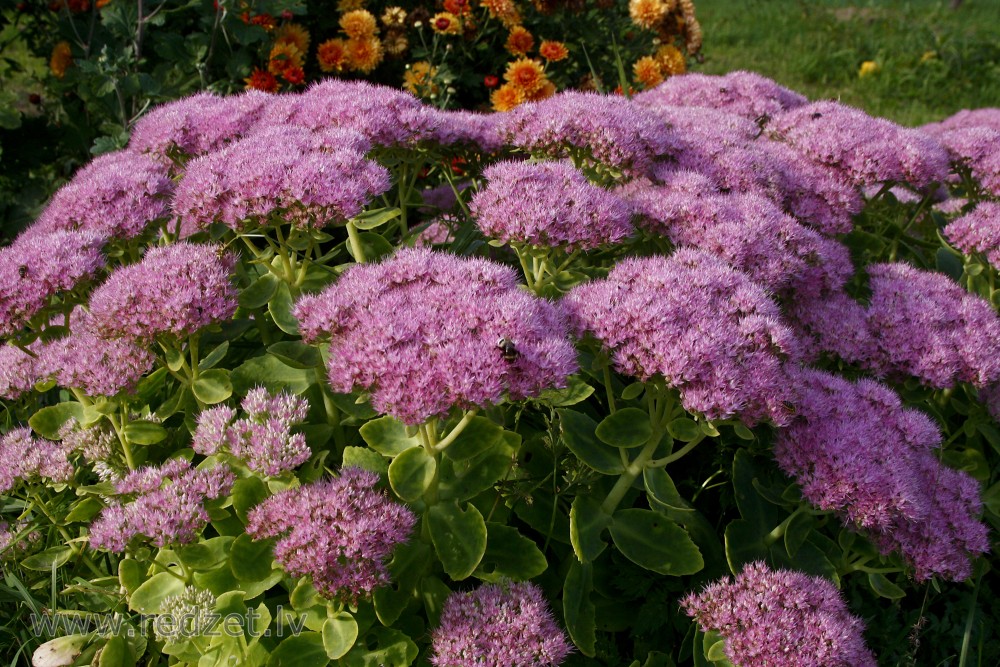 Parastā čīkstene (Sedum telephium ‘Herbstfreude’)