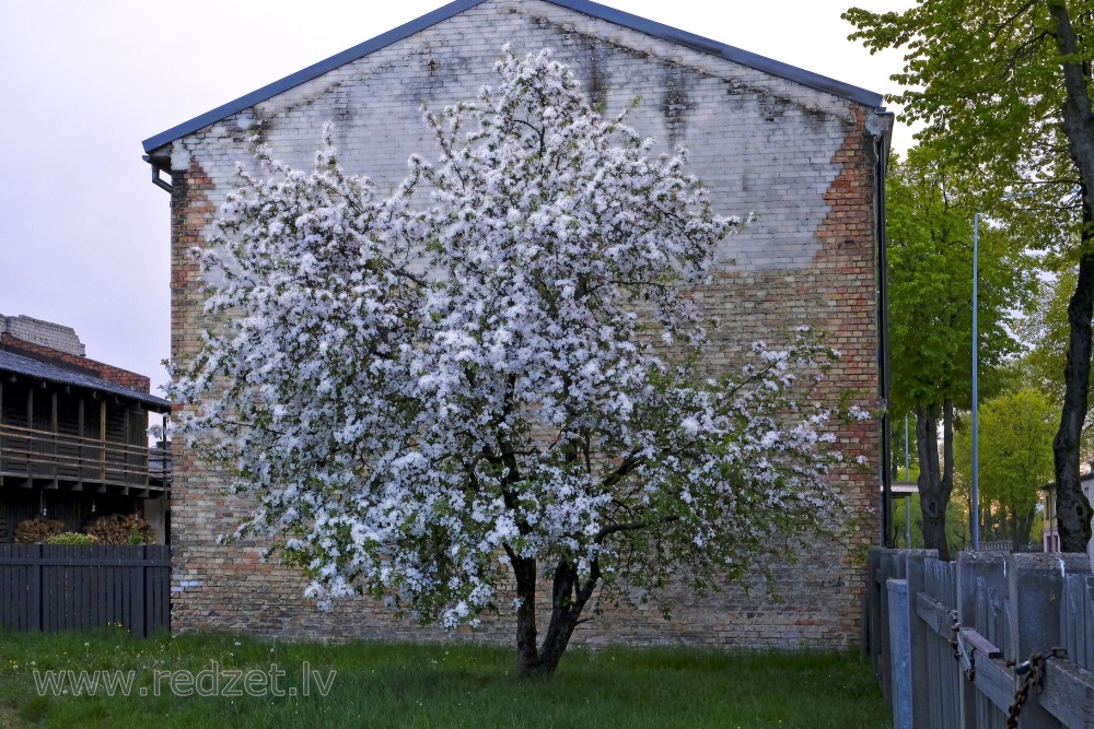 Ziedoša ābele pie mājas sienas