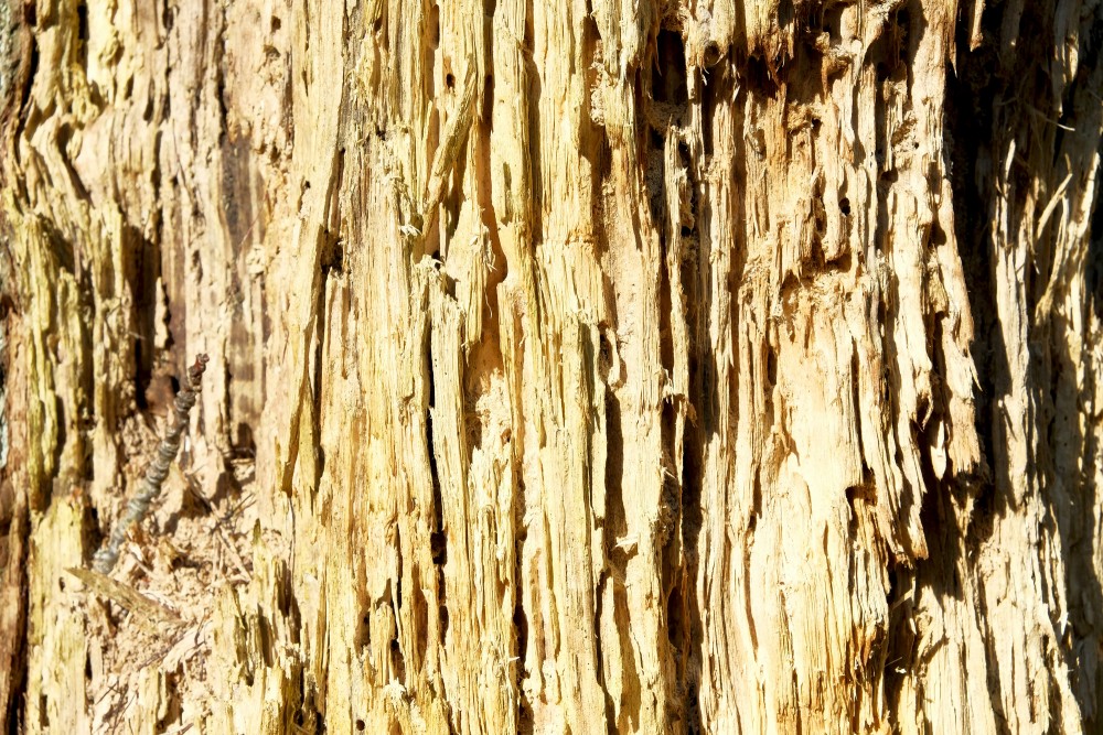 A Rotten Tree Trunk