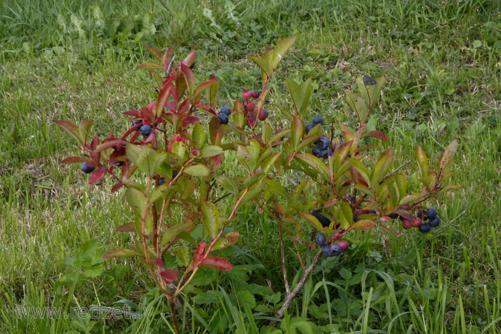 Lielogu mellenes (Krūmmellenes)