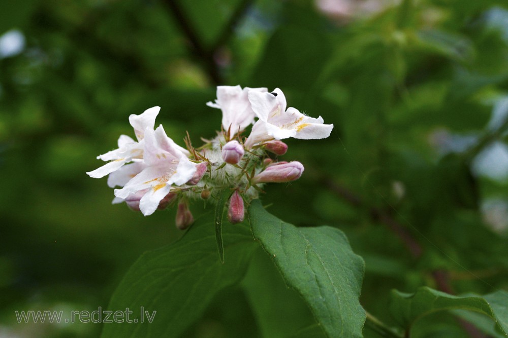 Burvīgā kolkvīcija