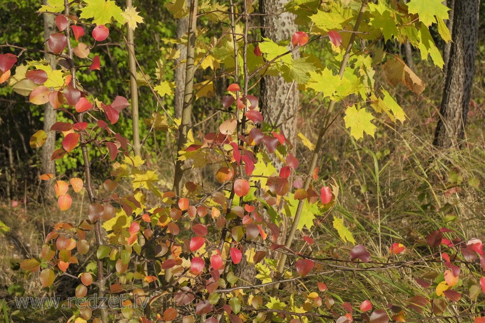 Wild Pear in Autumn Costume