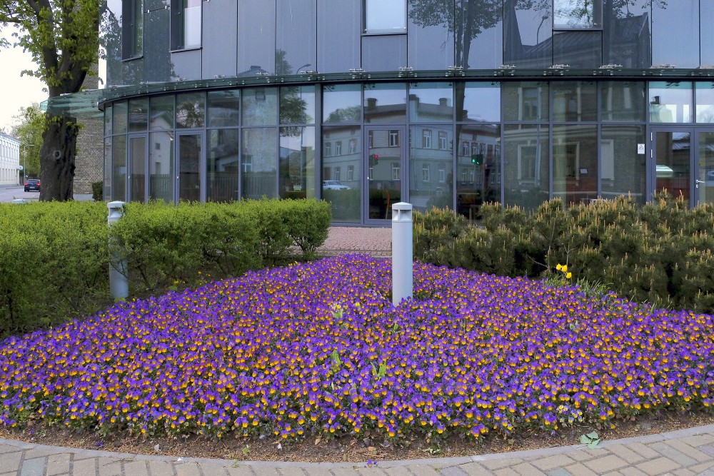 Atraitnītes pie Ventspils tehnikuma