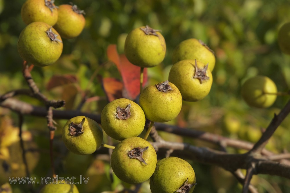 Generous Wild Pear