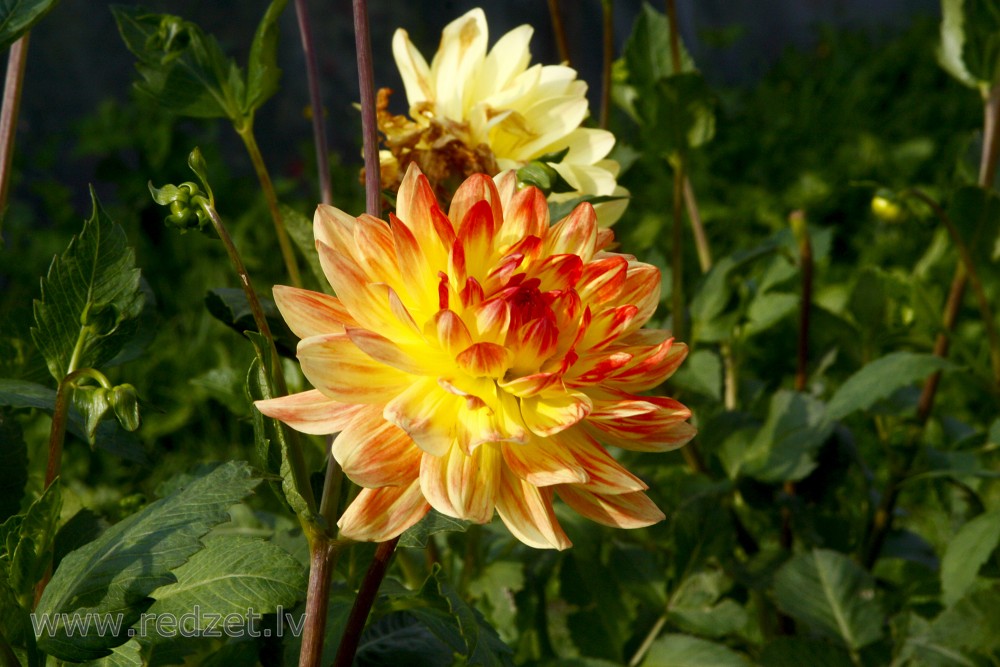 Dahlia flowers
