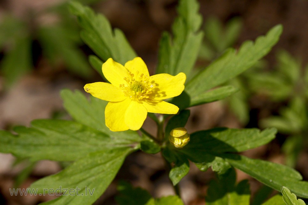 Yellow anemone