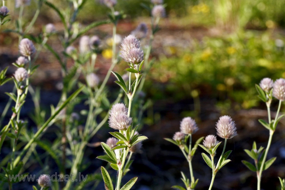 Tīruma (matainais) āboliņš