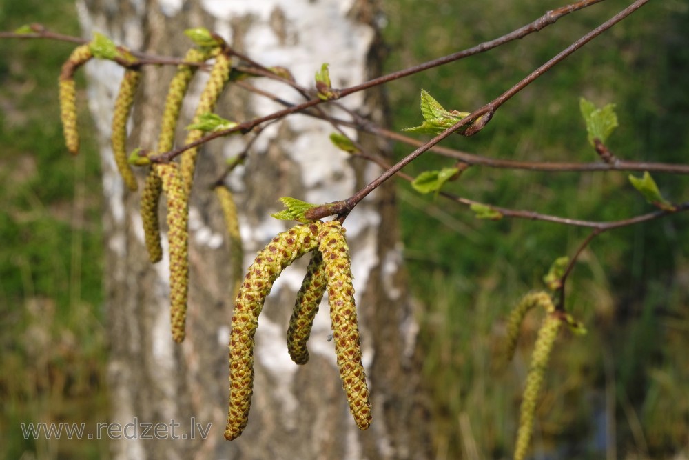 Silver Birch Male Catkins