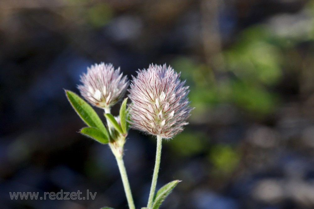 Matainais āboliņš