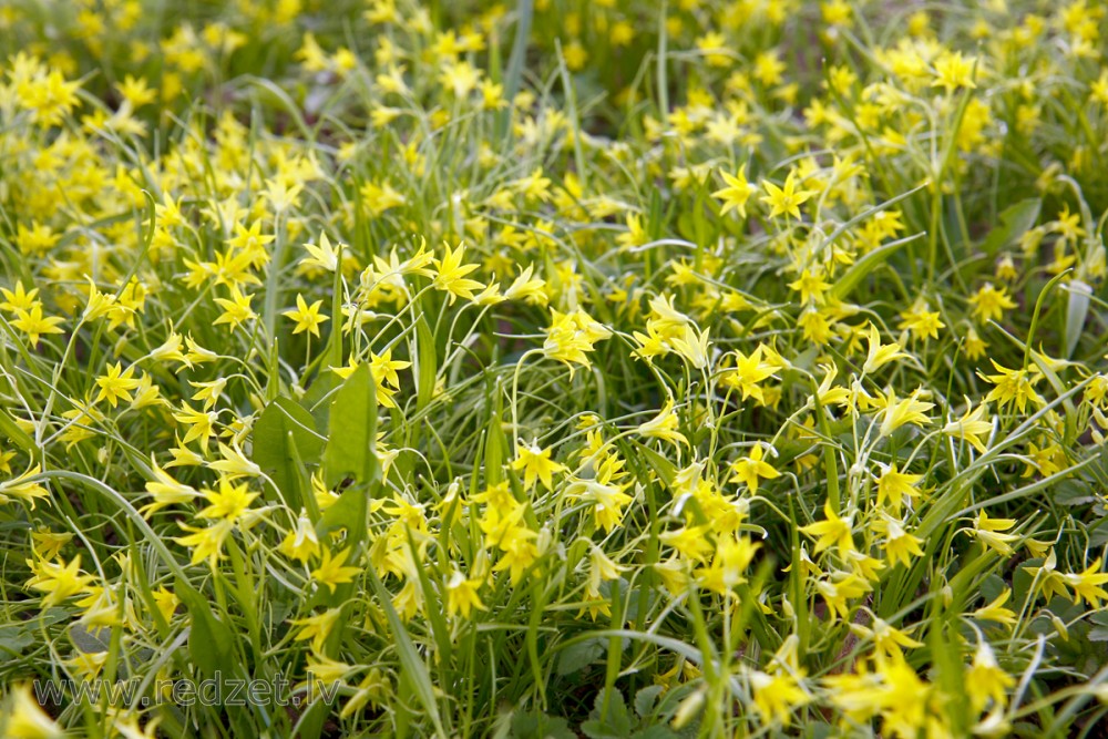 Yellow star-of-Bethlehem