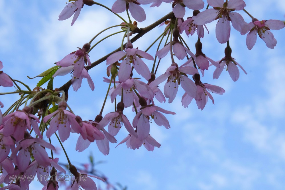 Weeping Higan Cherry Flowers