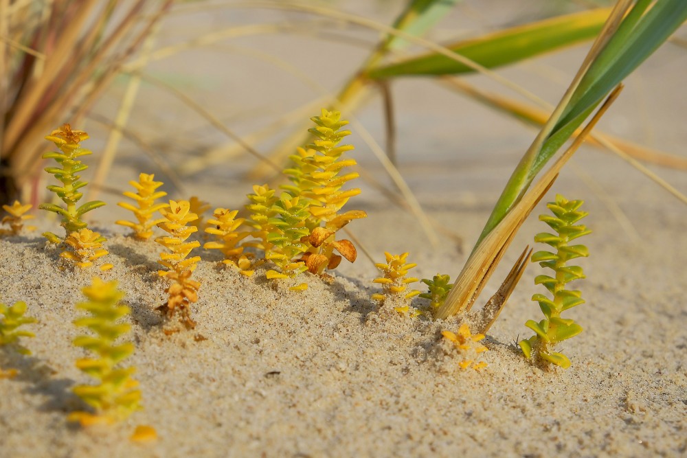 Biezlapainā sālsvirza rudenī