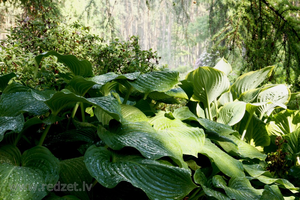 Hostas