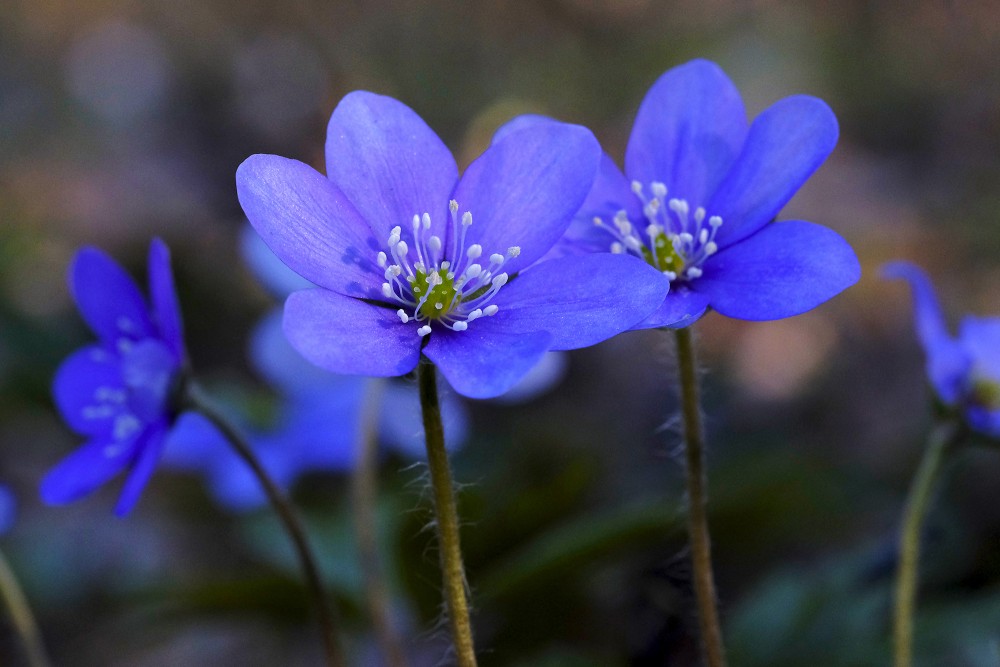 Close up of Kidneywort