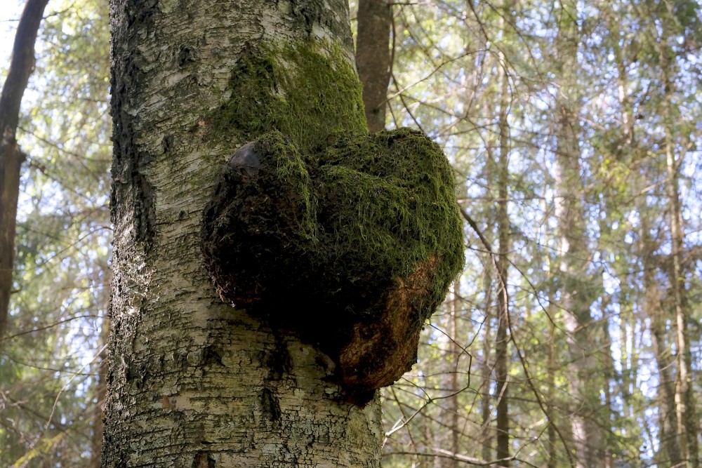 Burl or Bur