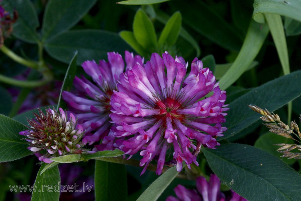 Red Clover