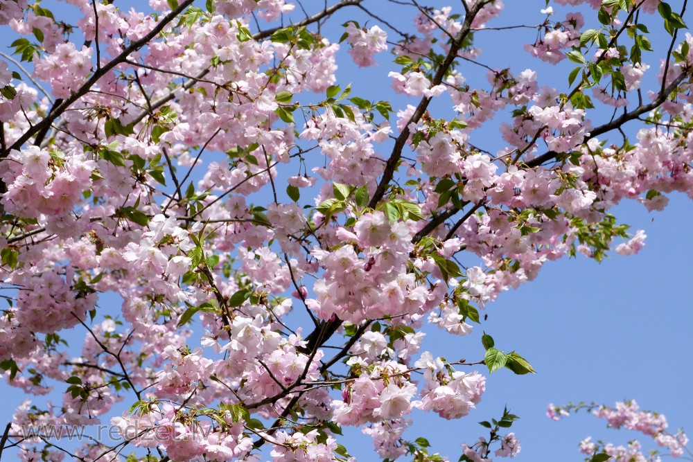 Flowering Sakura in Victory Park
