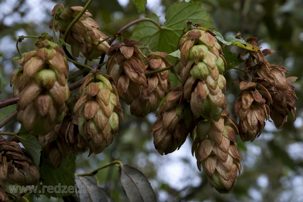 Common Hop in Autumn