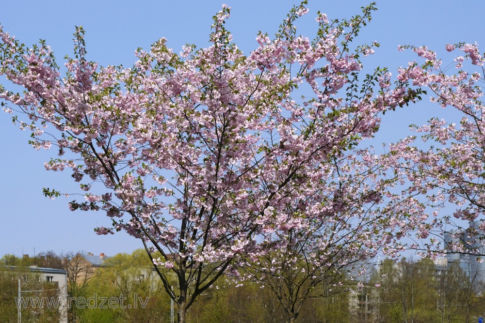 Sakura in Victory Park