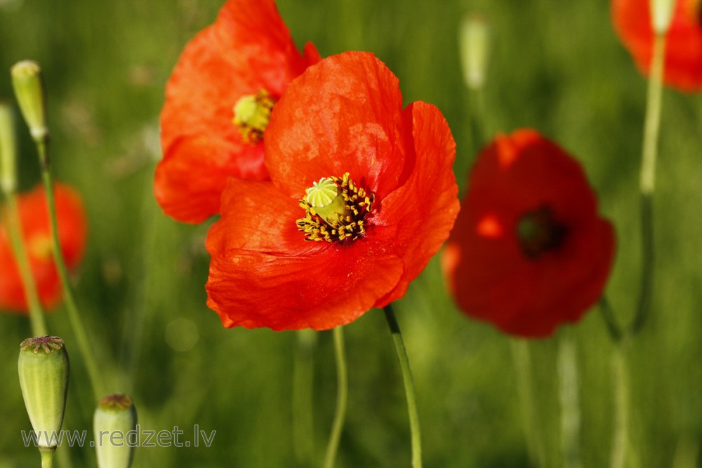 Long-headed Poppy