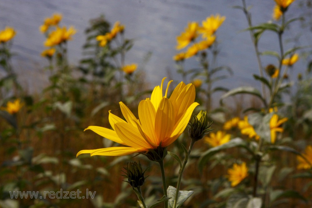 Jerusalem artichoke Flowers