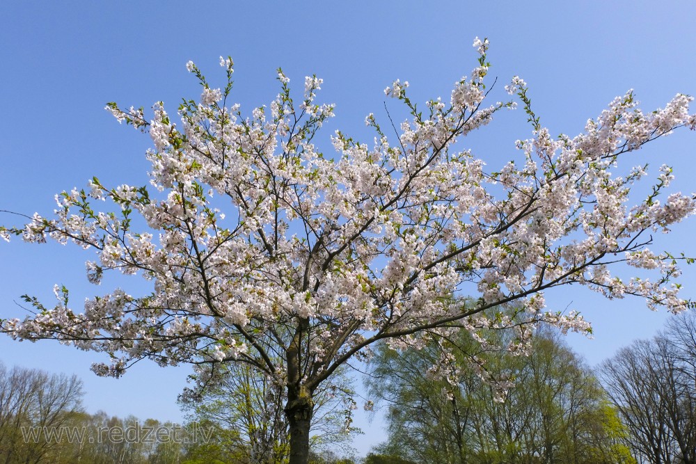 Sakura Uzvaras parkā