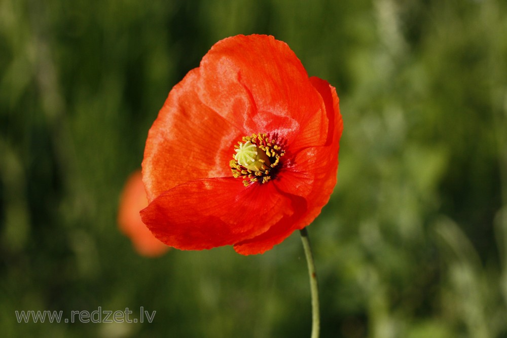 Long-headed Poppy