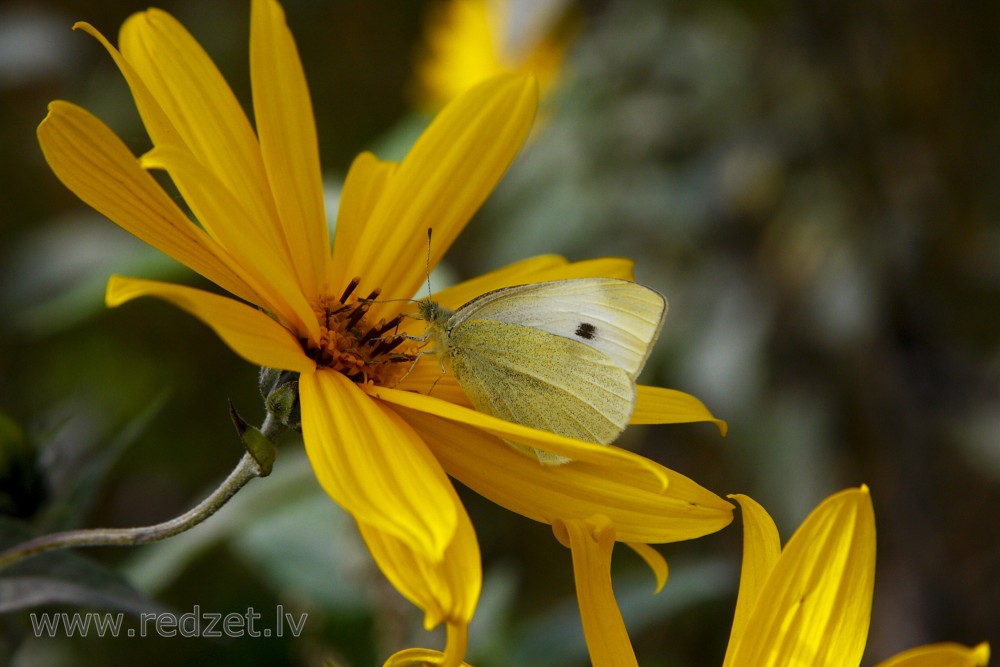Jerusalem artichoke and Large white