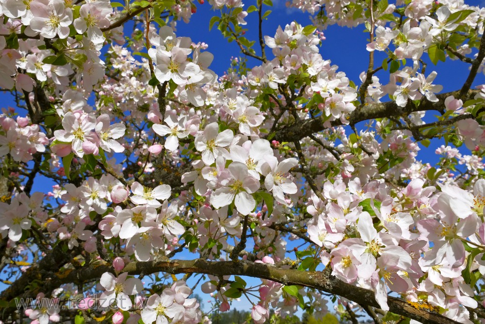 Apple Tree Flowers