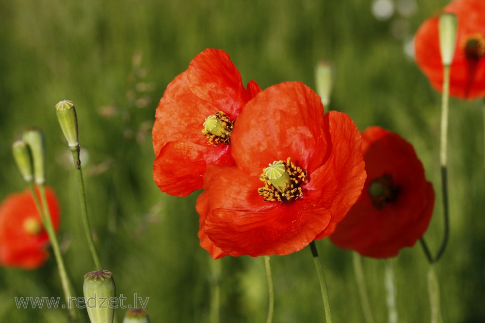 Long-headed Poppy