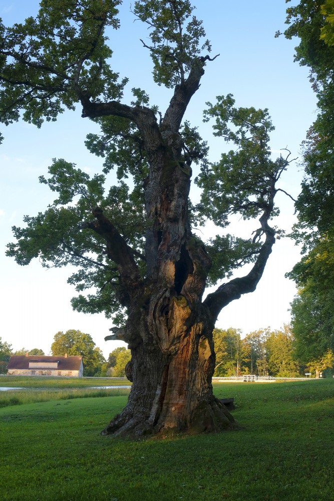 Zaube Oak