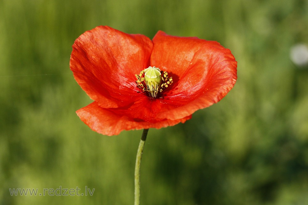Long-headed Poppy