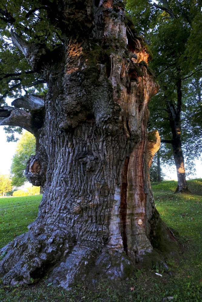 Zaube Oak