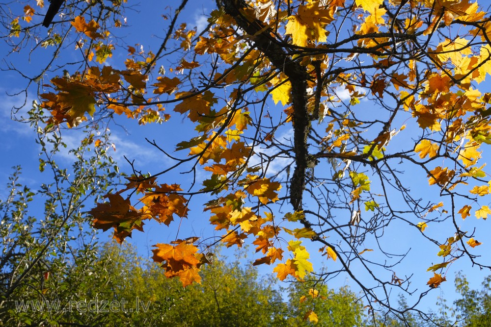 Yellow Maple Leaves in an Autumn