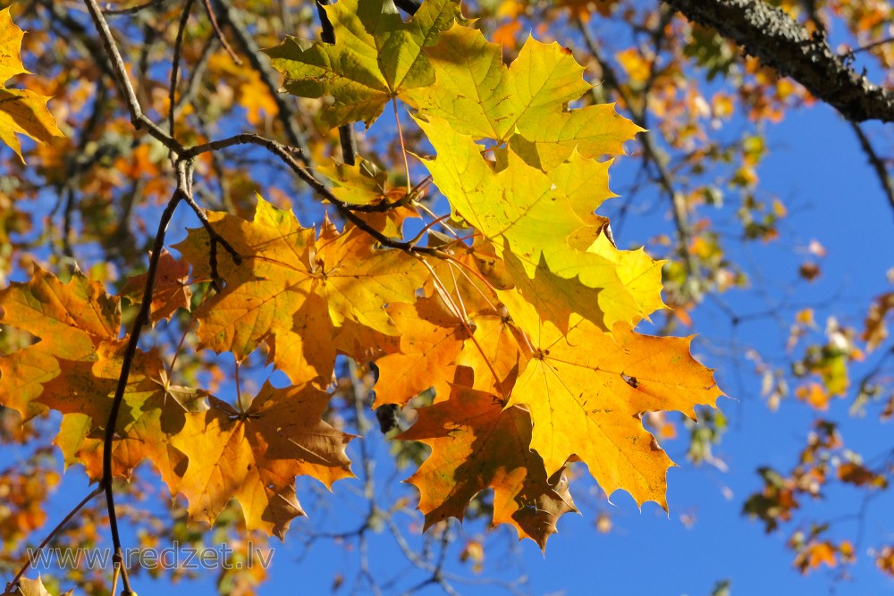 Yellow Maple Leaves on a Background of Sky