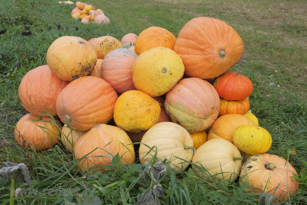 Rich Pumpkin Harvest