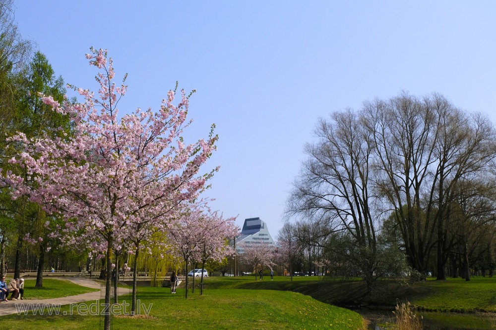 Japanese cherries in Victory Park