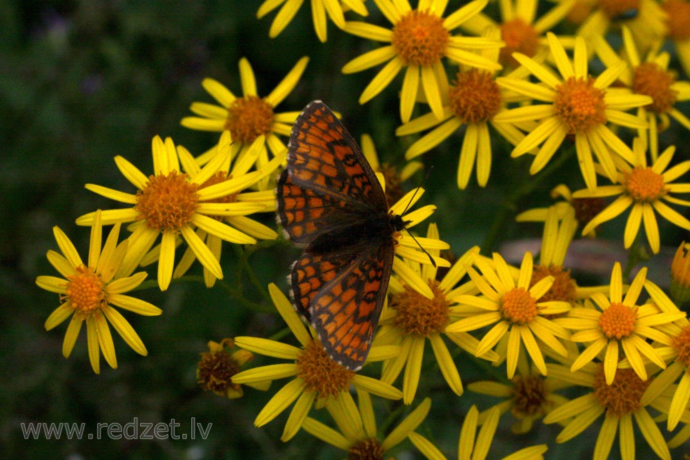 Heath fritillary