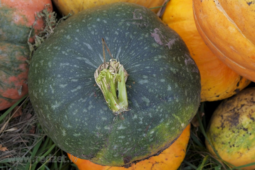 Green pumpkin