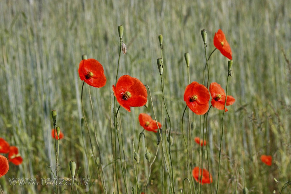 Long-headed Poppy